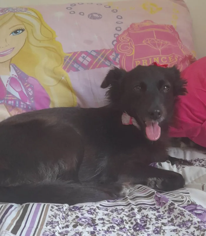 Cachorro ra a SRD-ViraLata idade  nome Amora