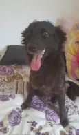 Amora