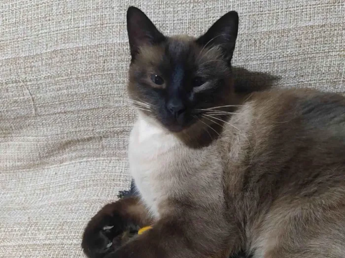 Gato ra a Siamês  idade 3 anos nome Titi