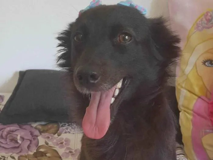 Cachorro ra a SRD-ViraLata idade  nome Amora