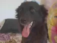 Amora