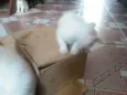 Nina, Amora, Chiquinho, Lip