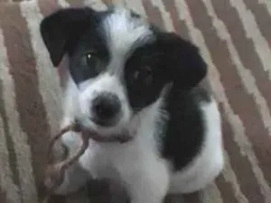 Cachorro raça SRD-ViraLata idade Abaixo de 2 meses nome PEPITA