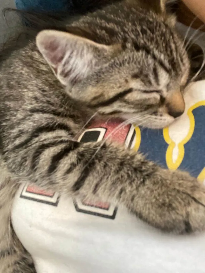 Gato ra a SRD-ViraLata idade Abaixo de 2 meses nome Bart, Lisa, Hommer e Mag