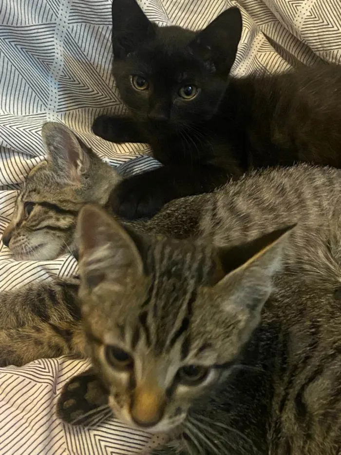 Gato ra a SRD-ViraLata idade Abaixo de 2 meses nome Bart, Lisa, Hommer e Mag