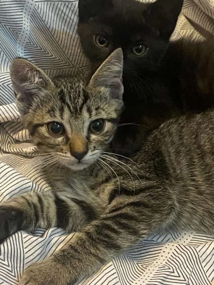 Gato ra a SRD-ViraLata idade Abaixo de 2 meses nome Bart, Lisa, Hommer e Mag