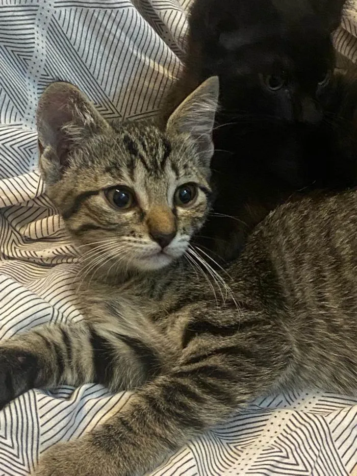 Gato ra a SRD-ViraLata idade Abaixo de 2 meses nome Bart, Lisa, Hommer e Mag