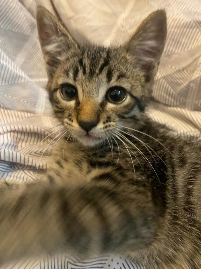 Gato ra a SRD-ViraLata idade Abaixo de 2 meses nome Bart, Lisa, Hommer e Mag