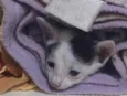 Tom