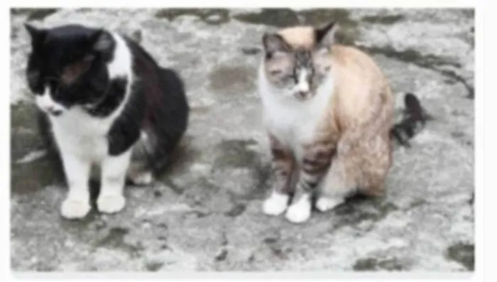 Gato ra a srd idade 3 anos nome FRAJOLA