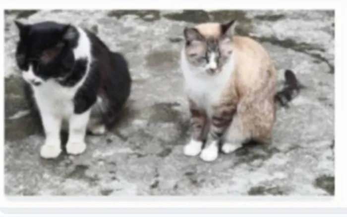 Gato ra a srd idade 3 anos nome FRAJOLA