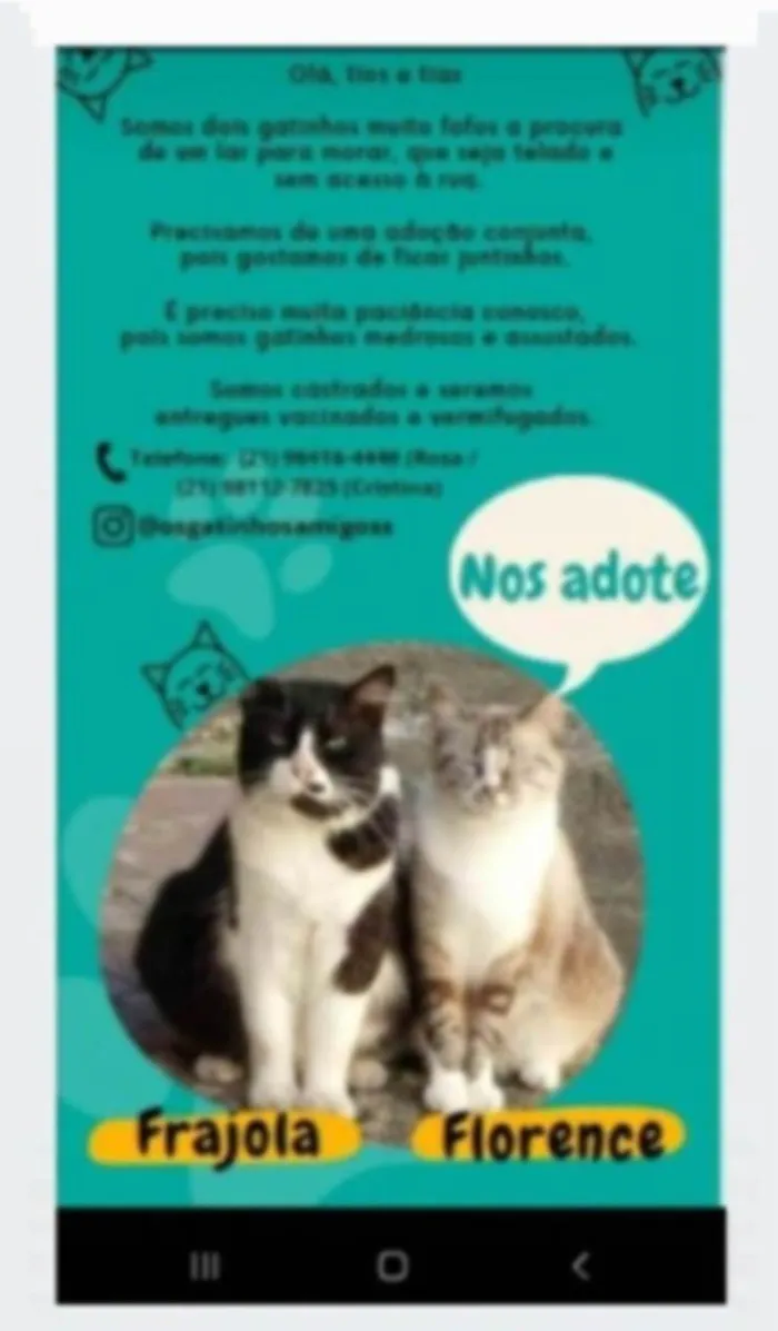 Gato ra a srd idade 3 anos nome FRAJOLA