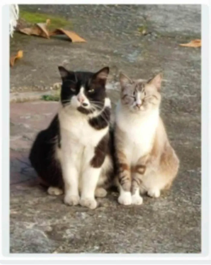 Gato ra a srd idade 3 anos nome FRAJOLA