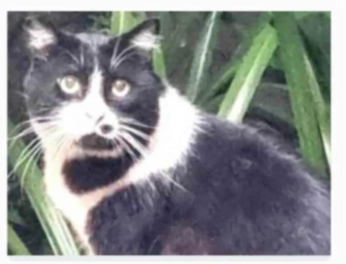 Gato ra a srd idade 3 anos nome FRAJOLA