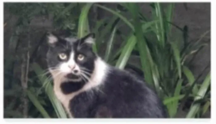 Gato ra a srd idade 3 anos nome FRAJOLA