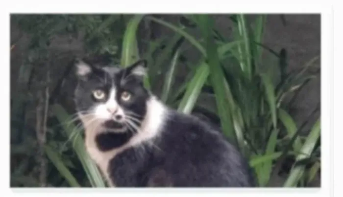 Gato ra a srd idade 3 anos nome FRAJOLA