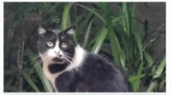 Gato ra a srd idade 3 anos nome FRAJOLA