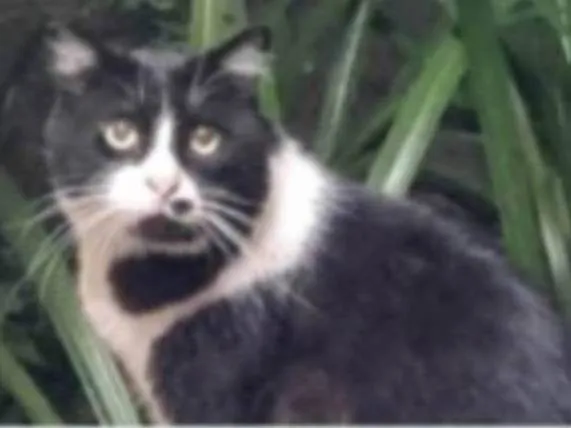 Gato ra a srd idade 3 anos nome FRAJOLA