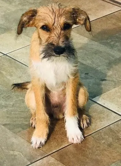 Cachorro ra a SRD-ViraLata idade 2 a 6 meses nome Zeca