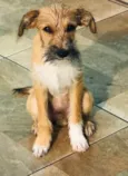 Zeca