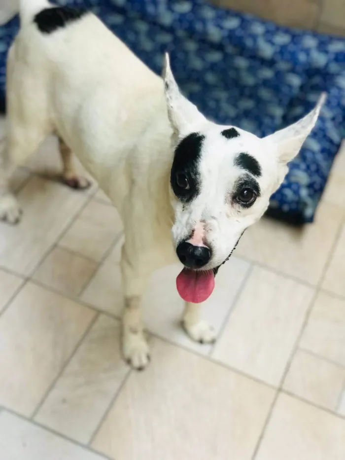 Cachorro ra a SRD-ViraLata idade 1 ano nome Pirata