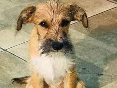 Cachorro ra a SRD-ViraLata idade 2 a 6 meses nome Zeca