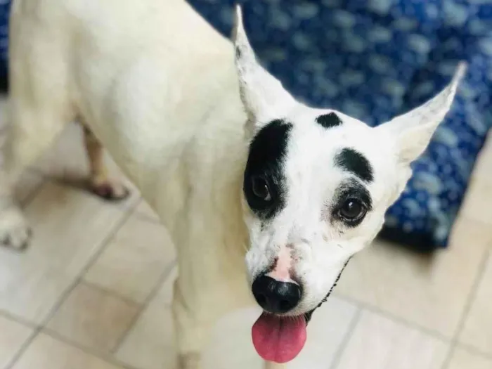 Cachorro ra a SRD-ViraLata idade 1 ano nome Pirata