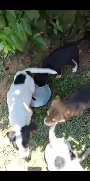 Cachorro raça SRD-ViraLata idade 2 a 6 meses nome Os balofinhos