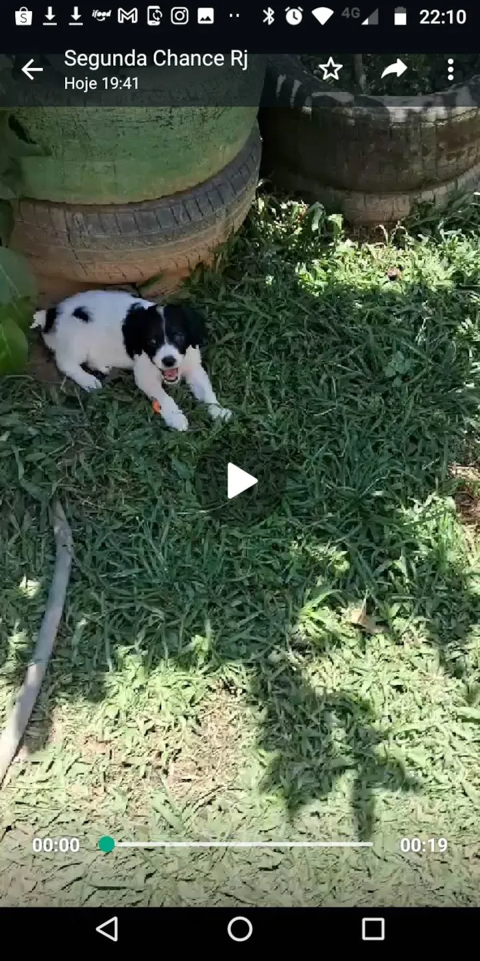 Cachorro ra a SRD-ViraLata idade 2 a 6 meses nome Balofinhos 