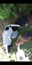 Balofinhos 