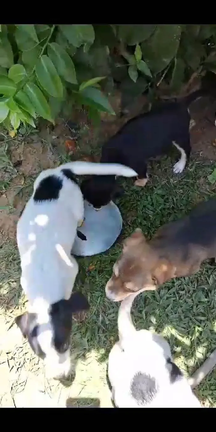 Cachorro ra a SRD-ViraLata idade 2 a 6 meses nome Balofinhos 