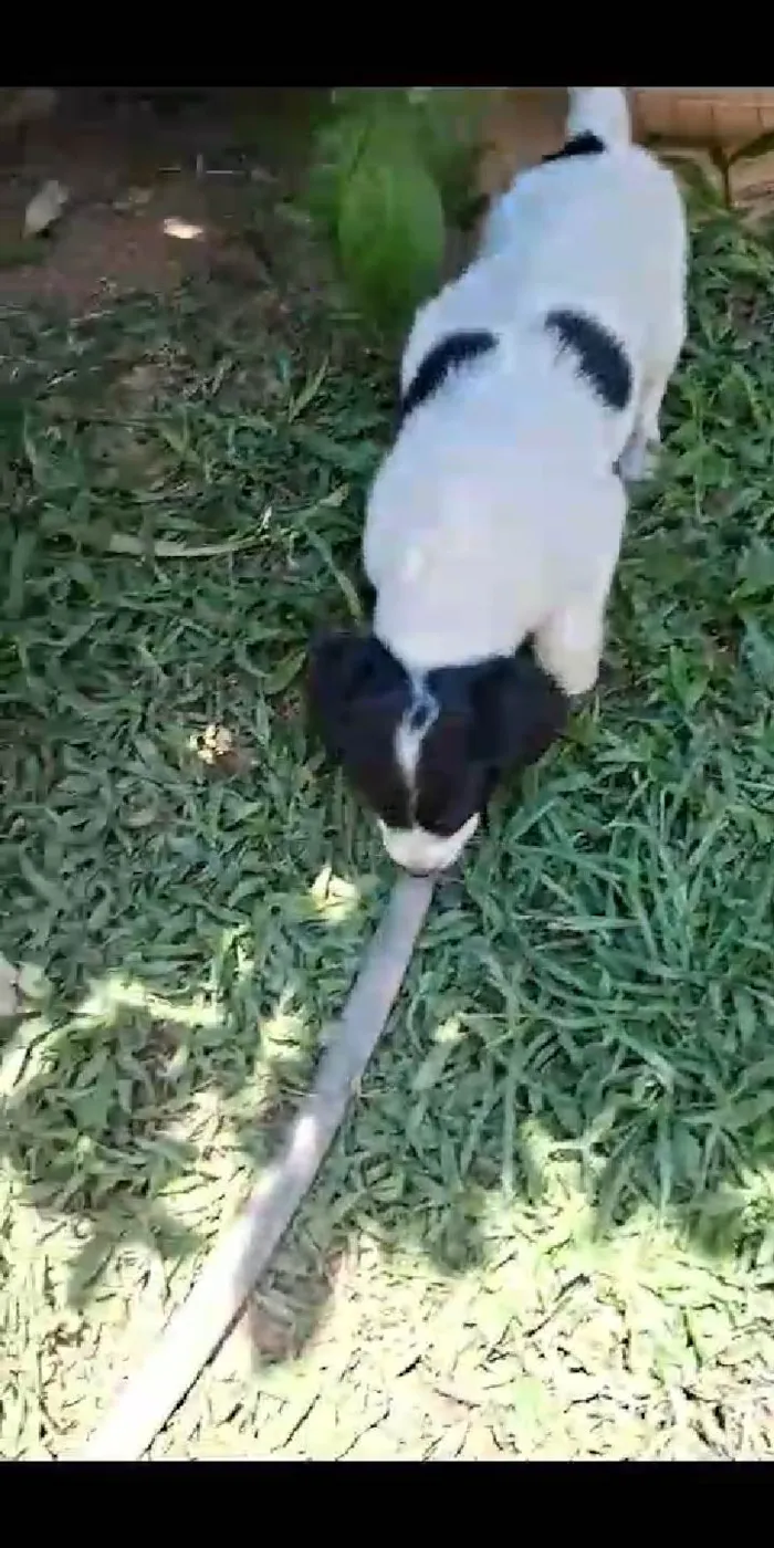 Cachorro ra a SRD-ViraLata idade 2 a 6 meses nome Balofinhos 