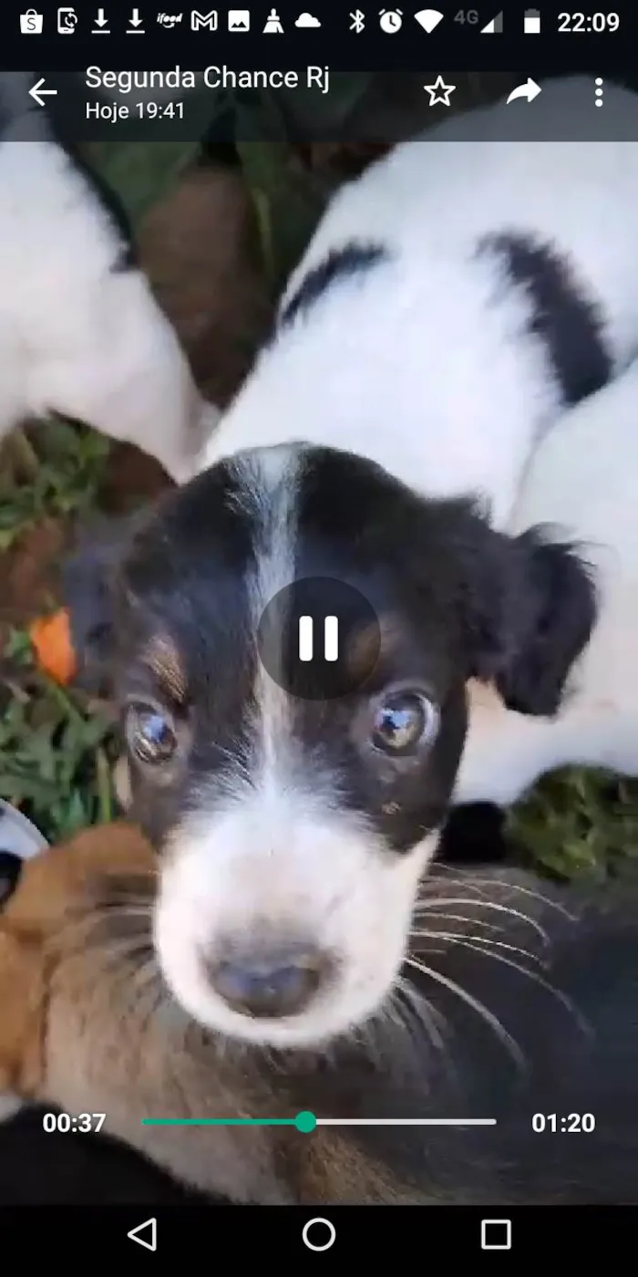 Cachorro ra a SRD-ViraLata idade 2 a 6 meses nome Balofinhos 