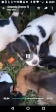 Balofinhos 
