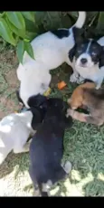 Balofinhos 