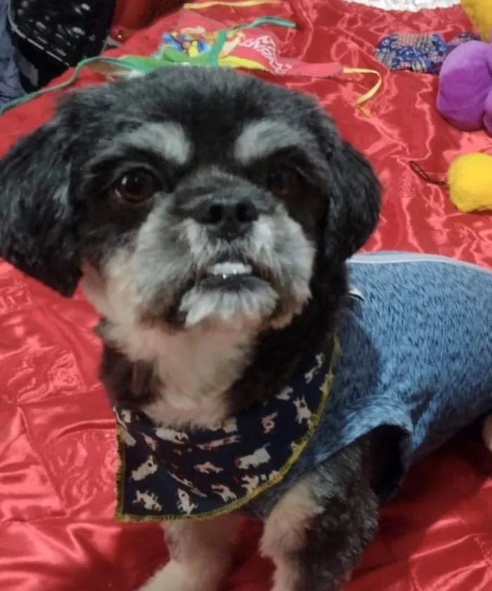 Cachorro ra a Shitzu  idade 1 ano nome Júnior 
