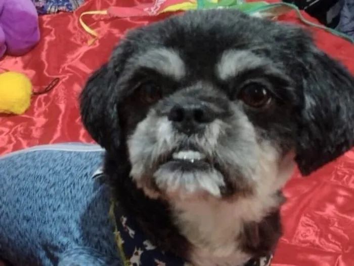 Cachorro ra a Shitzu  idade 1 ano nome Júnior 
