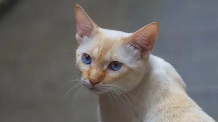 Gato ra a siames Red point  idade 7 a 11 meses nome Lucas 