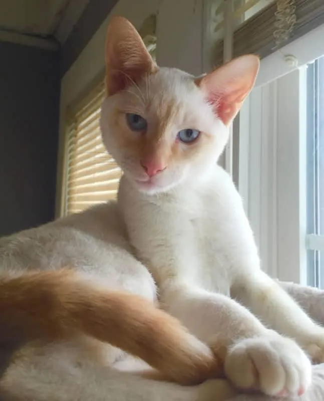Gato ra a siames Red point  idade 7 a 11 meses nome Lucas 