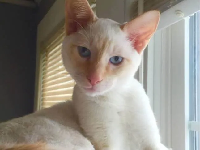 Gato ra a siames Red point  idade 7 a 11 meses nome Lucas 