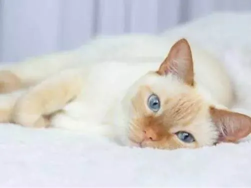 Gato ra a siames Red point  idade 7 a 11 meses nome Lucas 