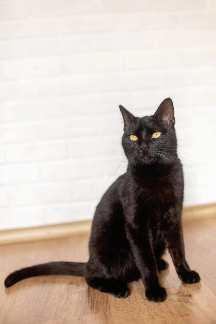 Gato ra a srd idade 7 a 11 meses nome Arthur
