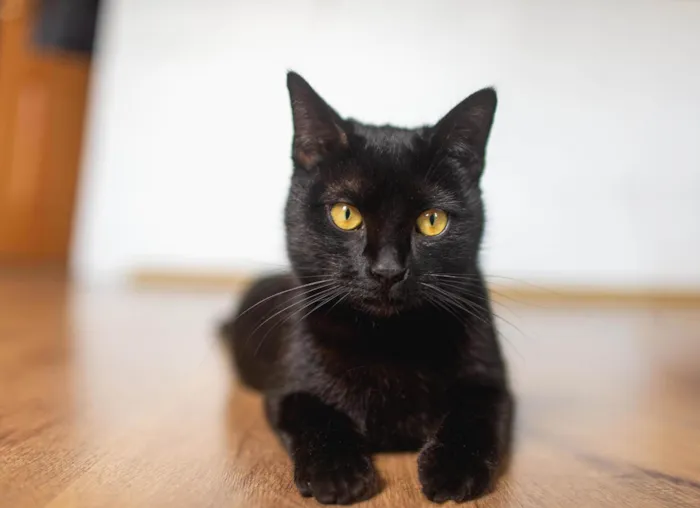 Gato ra a srd idade 7 a 11 meses nome Arthur