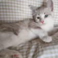 Beje
