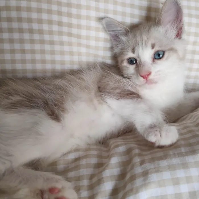 Gato ra a SRD-ViraLata idade 2 a 6 meses nome Beje