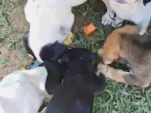 Cachorro raça SRD-ViraLata idade 2 a 6 meses nome Balofinhos 