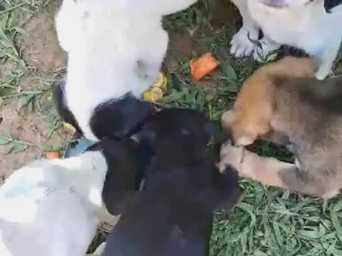 Cachorro ra a SRD-ViraLata idade 2 a 6 meses nome Balofinhos 