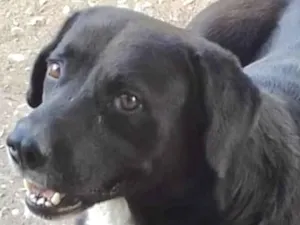 Cachorro raça Mestico  idade 1 ano nome Thor 