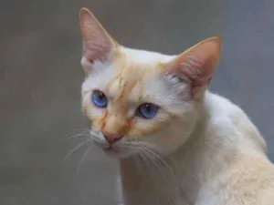 Gato raça siames Red point  idade 7 a 11 meses nome Lucas 