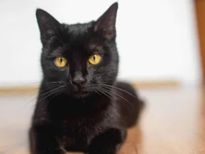Gato raça srd idade 7 a 11 meses nome Arthur